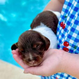 Skye - Piebald female Dachshund puppy in Gentry, Arkansas from Sweet As Pie Doxies
