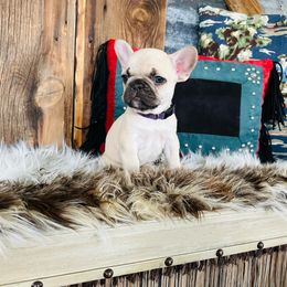 Purple - Fawn and white French Bulldog puppy in Jordan Valley, Oregon from Floating Feather Frenchies