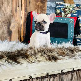Purple - Fawn and white French Bulldog puppy in Jordan Valley, Oregon from Floating Feather Frenchies