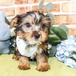Pete - Black and tan male Yorkshire Terrier puppy in Hugo, Oklahoma from Ann R.