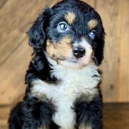 Aussiedoodle, Miniature Australian Shepherd, and Poodle Puppies from Classic K9’s  Aussies & Doodles