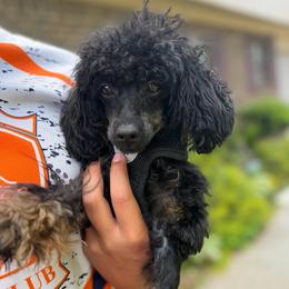 Ellie - Phantom female Poodle puppy in Chattanooga, Tennessee from Joy-Fur Puppies