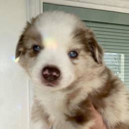 Honor - Red merle female Miniature Australian Shepherd puppy in Marysville, Washington from Garay Mini Aussies