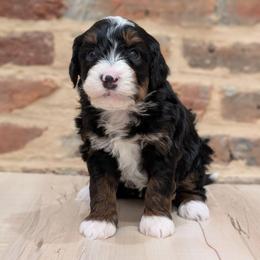 Ireland - Tri-color female Bernedoodle puppy in Reinholds, Pennsylvania from Mountain Top Bernedoodles