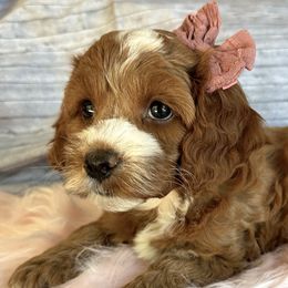 Reba - Red and white Cockapoo puppy in Roseville, California from Darby Park Doodles