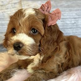 Reba - Red and white Cockapoo puppy in Roseville, California from Darby Park Doodles