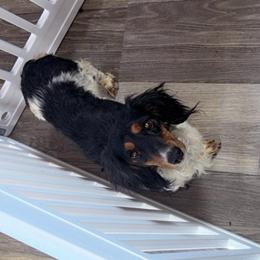 Maple - Dachshund