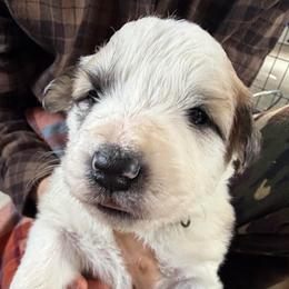 Veronica- green - Badger female Colorado Mountain Dog puppy in Cotopaxi, Colorado from Once Upon A Moose (OUM)