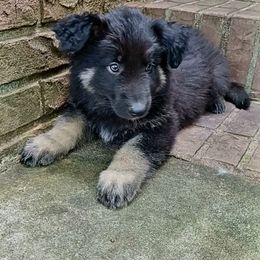 Shiloh Shepherd Puppies from Orchard Hills Shilohs