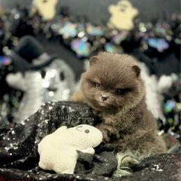 Tequila - Blue male Pomeranian puppy in Stockton, California from Pommiepalace