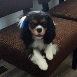 Phoebe - Cavalier King Charles Spaniel