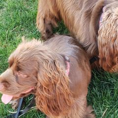 Sussex Spaniels from QTPi Kennels - Bubbling Brown Sussex Spaniels of Colorado