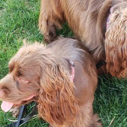 Sussex Spaniels from QTPi Kennels - Bubbling Brown Sussex Spaniels of Colorado