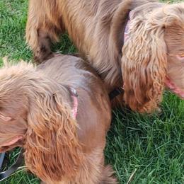 Sussex Spaniels from QTPi Kennels - Bubbling Brown Sussex Spaniels of Colorado