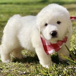 OFA health tested Red Girl - Great Pyrenees puppy from River's Bend Walnut Orchard