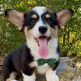 American Corgis and Pembroke Welsh Corgis from Sunrise Corgis