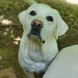 Scout - Labrador Retriever