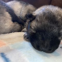 Keeshond Puppies from StarStruck Keeshonden