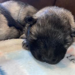 Keeshond Puppies from StarStruck Keeshonden