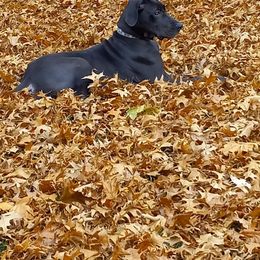 Great Dane All Grown Up from Blue Dane Ridge
