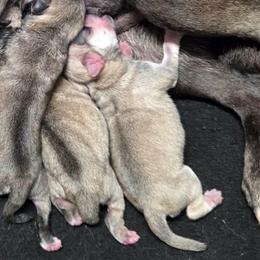 Cream Boy (blue) - Cream male Pug puppy in Tulsa, Oklahoma from Locust Creek Pugs & Japanese Chin's