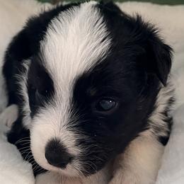 Velvet - Black tri female Miniature Australian Shepherd puppy in Godley, Texas from Nana and Paws Aussies