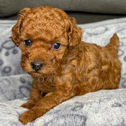 Rufina - Red  female Poodle puppy in Austin, Texas from C & C Texas Toy Poodles