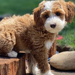 Australian Labradoodle Puppies from Cascade Canyon Labradoodles