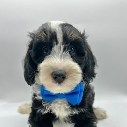 Thor - Black and white male Bernedoodle puppy in Thornville, Ohio from Four Front Doodles & Friends