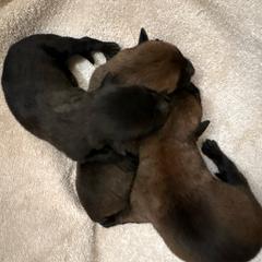 Girl 1 - Fawn female Belgian Malinois puppy in Alger, Michigan from Aspen’s Edge Kennel