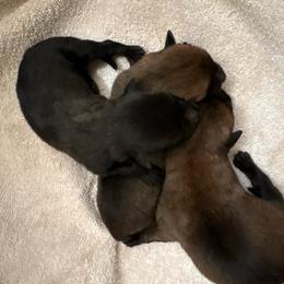 Girl 1 - Fawn female Belgian Malinois puppy in Alger, Michigan from Aspen’s Edge Kennel