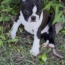 Dorrie - Black brindle and white female Boston Terrier puppy in Williamsburg, Virginia from McMiesz