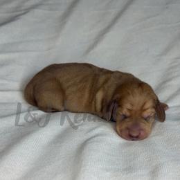 Girl 1 - Dapple female Dachshund puppy in Mc Donough, Georgia from L & J Kennel