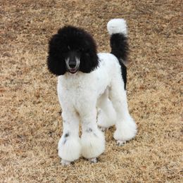 Murphy - Poodle