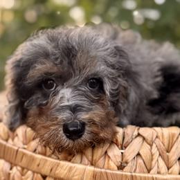 Bernedoodle puppies from Starlight Goldendoodles