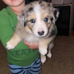 Australian Shepherd Puppies from Sweets' Cattle Co and Australian Shepherds