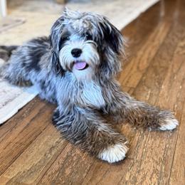 Fleura - Cavapoo