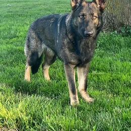 German Shepherd Puppies from Czech Working Lines