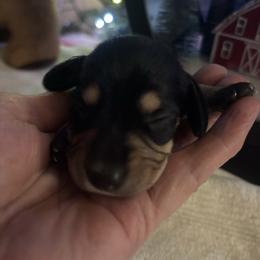 Bing - Black and tan male Dachshund puppy in Argos, Indiana from TKO Doxies