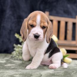 AKC Sage - Black tan and white female Beagle puppy in Chillicothe, Missouri from Tymber Lake Beagles