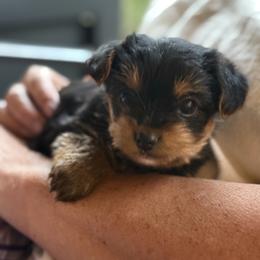 Dollys girl - Black and tan female Yorkshire Terrier puppy in Hardeeville, South Carolina from Pups of the Lowcountry