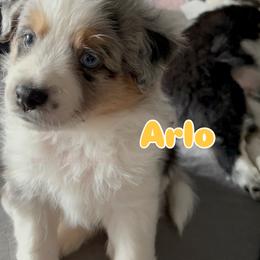 Arlo - Blue merle male Miniature Australian Shepherd puppy in Valrico, Florida from Storybook Den Mini Aussies