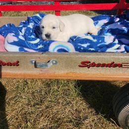 Landon - Light golden male Golden Retriever puppy in Hastings, Michigan from Teresa Stevens