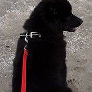 Swedish Lapphunds from Claryhill Kennel