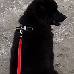 Swedish Lapphunds from Claryhill Kennel