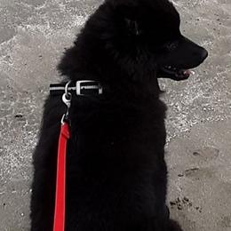 Swedish Lapphunds from Claryhill Kennel