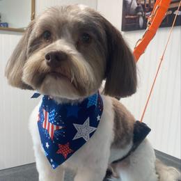 Rex - Havanese