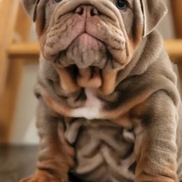 Bulldog Puppies from Velvet-Line-Bulldogs