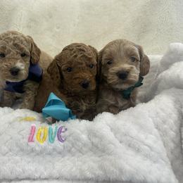Goldendoodle puppies from Creamy Retrievers