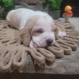 Purple Collar - Lemon and white female Basset Hound puppy in Lumberton, Mississippi from Freeman's Floppy Eared Bassets